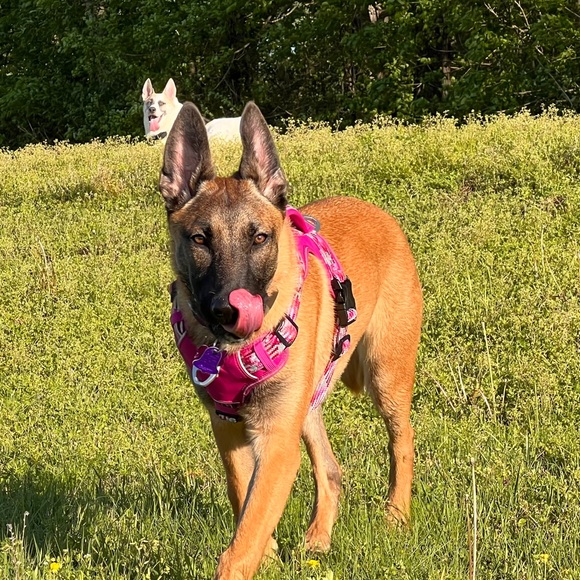 Meet your Posher, Ryan - Picture 5 of 5